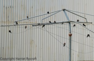 Whakatane swallows in February