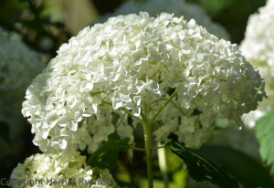 Hydrangea 'Annabelle'