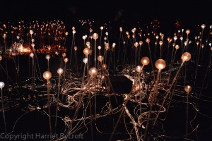 Bruce Munro installation at Waddesdon