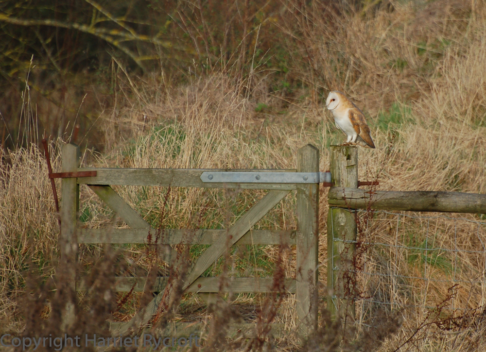 Shreds of habitat - too many are being tidied away. Barn owls like tussocky grass because voles do too.