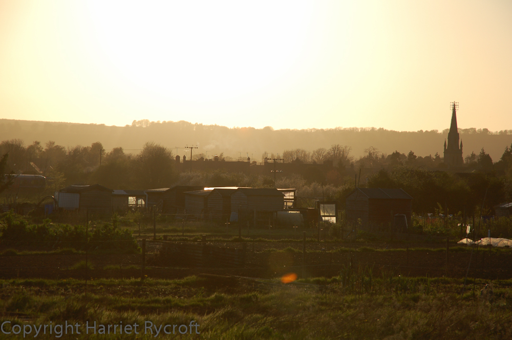 Could allotments help to save the world?