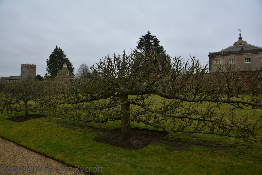 Espalier apples, keeping generations of garden visitors on the straight and narrow
