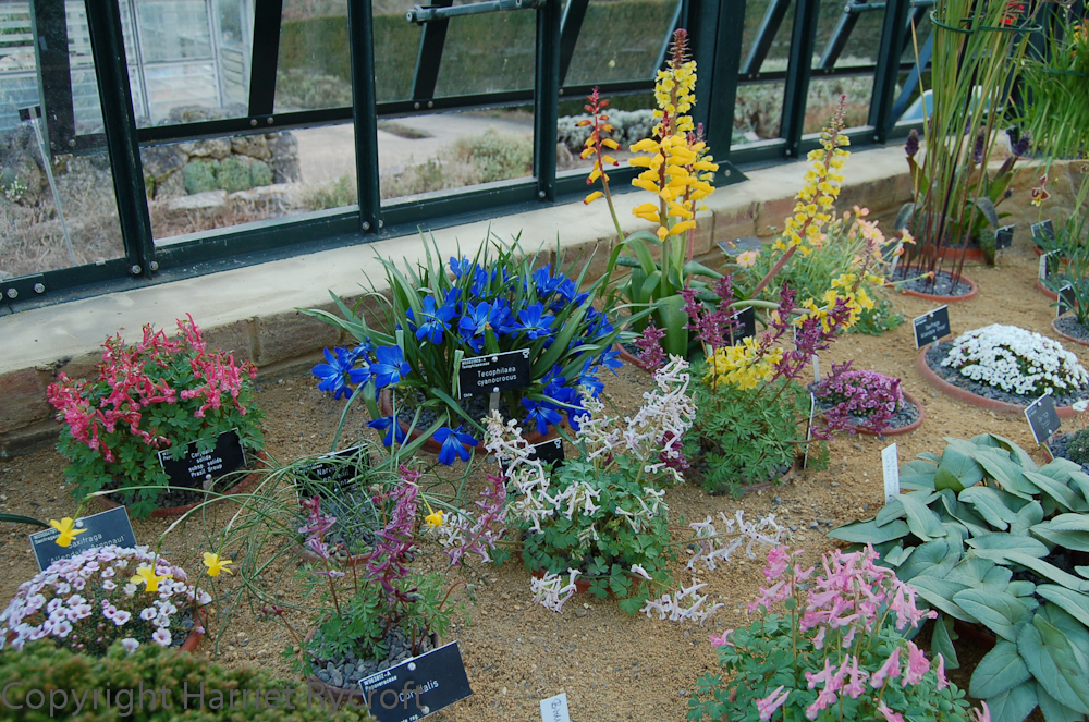 In the alpine house at RHS Wisley