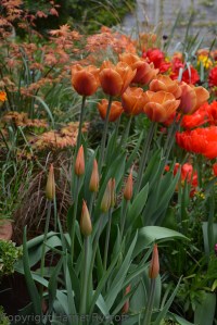24 Apr.  'Brown Sugar' , with Acer foliage behind and T. 'Ballerina' buds in front