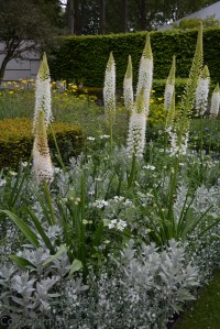 Eremurus himalaicus on The Telegraph Garden by Marcus Barnett