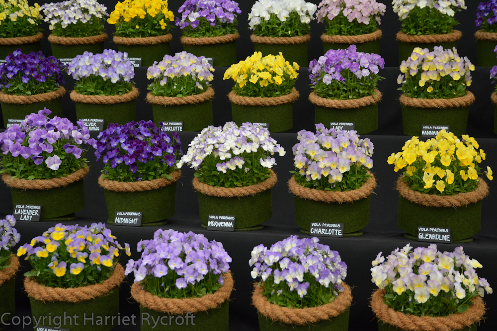 Victorian Violas