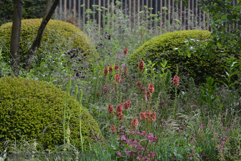 Yewbiquitous. Lurking in the Rich Brothers' Cloudy Bay Garden