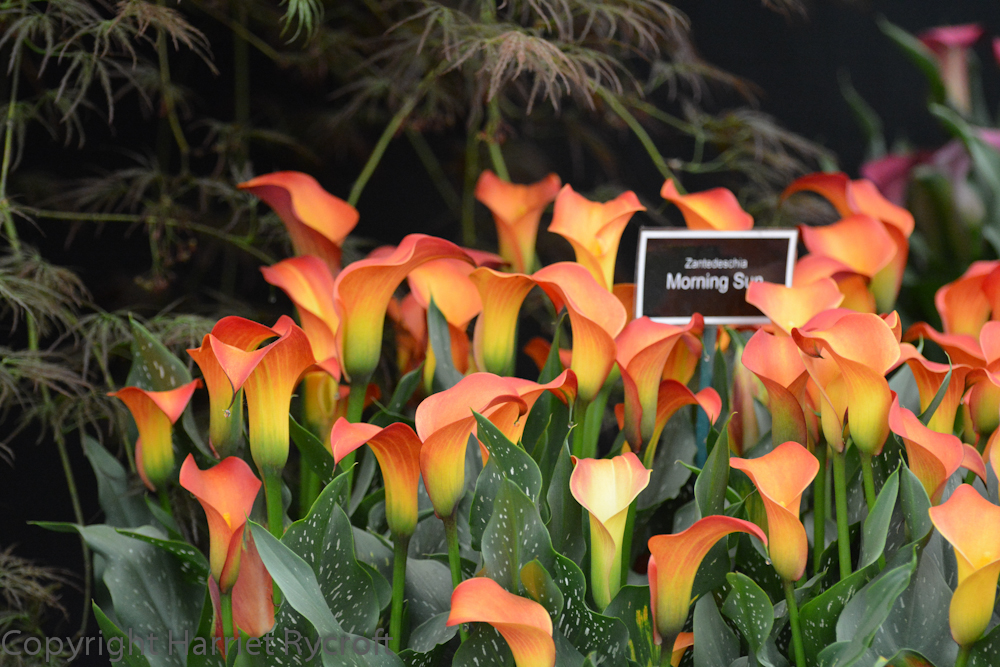 Zantedeschia on the Brighter Blooms stand