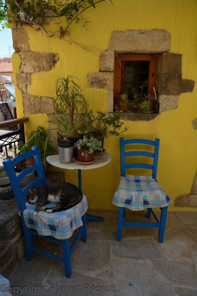 Crete: Cats and&nbsp;Containers