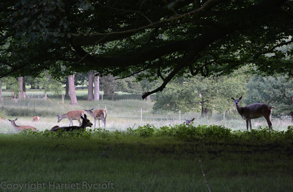 Yes? What do you want?