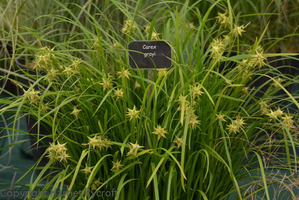 Carex grayi from outer space, aka Eversley Nurseries