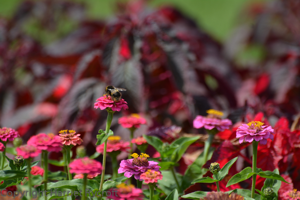 Zinnia 'Cupid Mixed', with Amaranthus 'Molten Fire' in the background