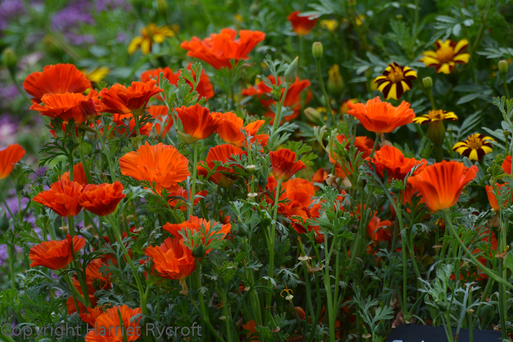Escholzia 'Copper Swirls'