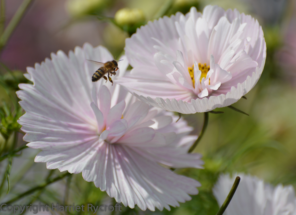 Cosmos 'Cupcakes'. The bees like this one too. 