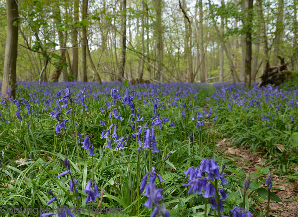 Another good thing about beech woods: bluebells! I spent a lovely day wandering around the grounds of NT The Vyne with my oldest friend. Luckily she likes taking photos of flowers too, so we were able to take our time. 