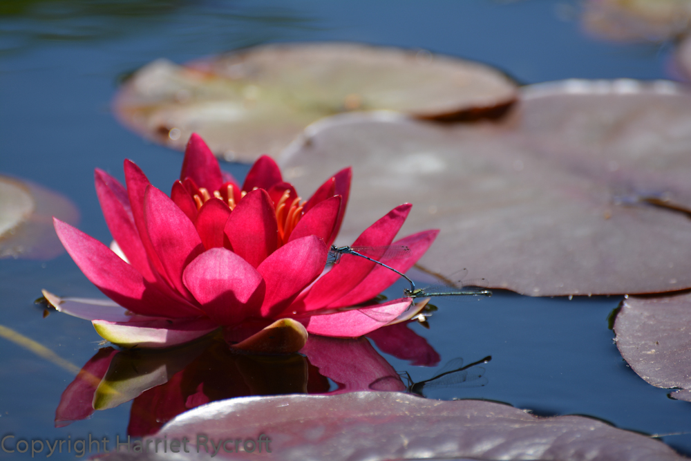 A glorious, still day in June - just right for damselflies laying their eggs in the pond. I was a volunteer at Hidcote while studying horticulture, years ago, and have enjoyed watching the garden come to life again after a major injection of funds and work. 