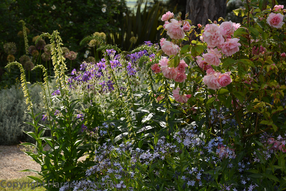 Hidcote and Kiftsgate are not far away from my house and yet I haven't visited the latter very often. There is plenty of gorgeous, romantic planting in this garden - it's in the pipeline for a future blog post...