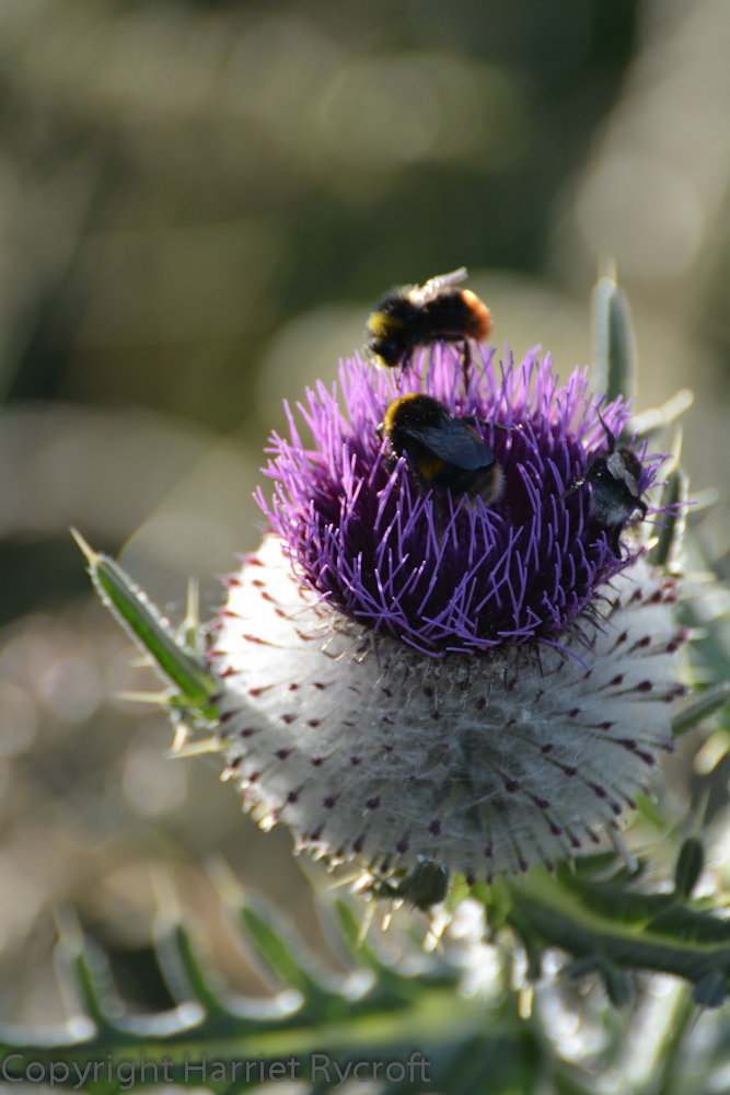 For some reason it seemed that the road verges of the Cotswolds were extra floriferous this year. I had to stop on my way home from work at The Cotswold Wildlife Park one evening to take photos of thistles; there was a party going on in each one.