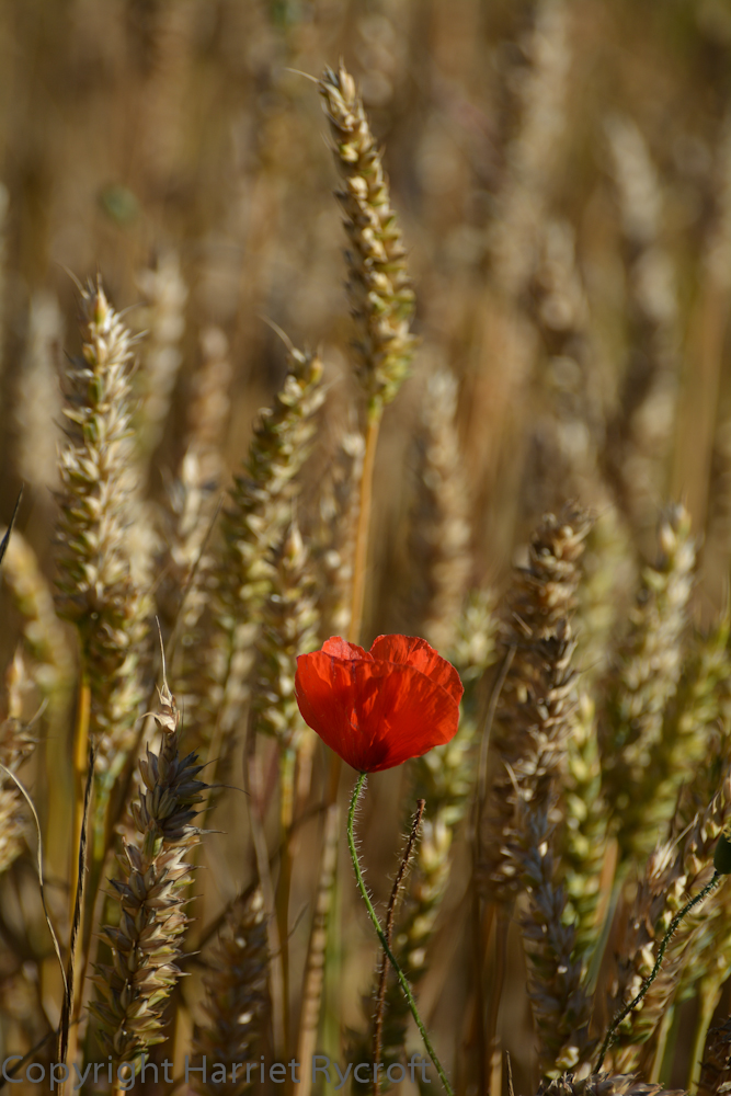 It's a classic combination but hard to beat as a symbol of high summer. This poppy was glowing in a Cotswolds wheat field back in late July.