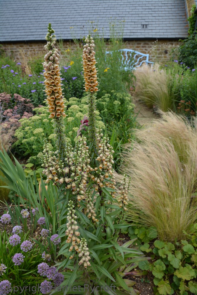 In the summer I was lucky to get a tour of Pettifers, a beautiful garden in Oxfordshire, from the gardener, Polly. Lots of interesting planting to be found here, masterminded by owner, Gina Price. It'll be the subject of a future blog post...