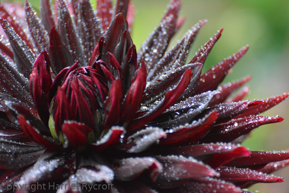 And finally, here's my favourite Dahlia at the moment. It's Dahlia 'Black Jack' , big but so sturdy it hardly needs any support, so great for growing in large pots. I think it would make a great Christmas decoration, sparkling with raindrops. 