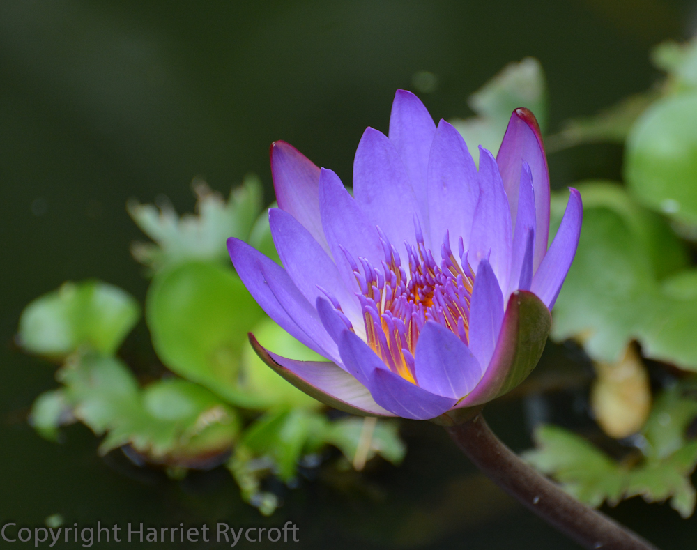 Over the past year I've been working part time at The Cotswold Wildlife Park, where there's a lot of adventurous gardening going on. Here is the exotic Nymphaea caerulea - outside for the summer in the heated pond in the walled garden.