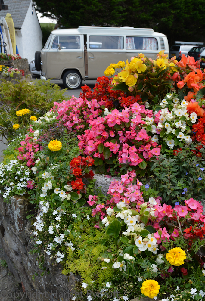 On holiday I usually end up walking a few hundred yards behind my family because I'm taking pictures of plants and planting again... I'll speed up if offered an ice cream though. This is a cheerful bit of roadside planting in Croyde, North Devon.