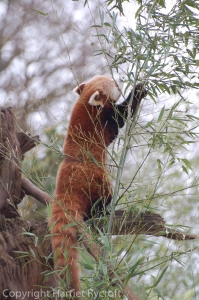 Red panda having bamboo for breakfast