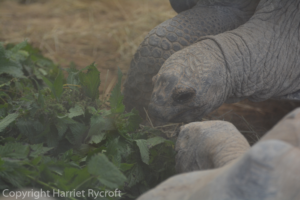 Aldabra giant tortoises tucking in to som lovely nettles. They need a varied diet.