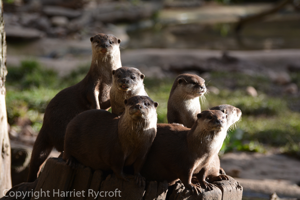 Is it time for lunch yet? Oriental small-clawed otters