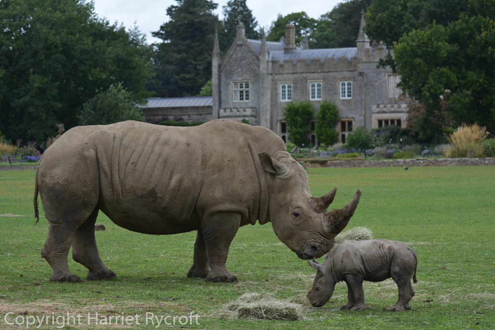 John (1 week old) with his dad, Monty. White rhinos are definitely the best animal to have with a Gothick- house. 