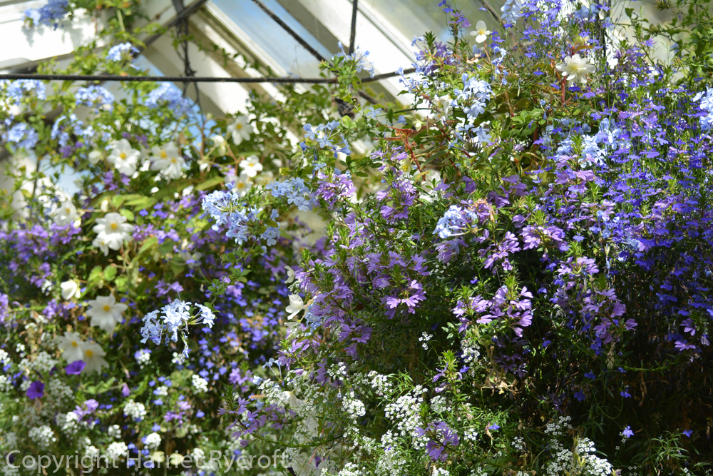 Summer in the conservatory by the reptile house, with Lin's astonishing hasnging baskets.