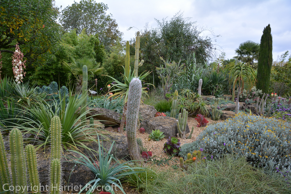 Cacti and succulents bedded out in the walled garden. In the winter they are replaced by conifers.