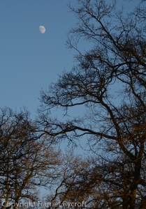 Silvery satellite above Batsford branches