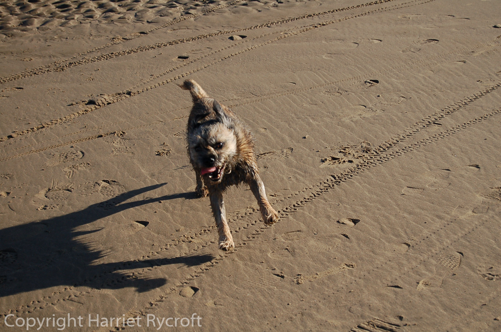 Archie. He's gone to the great beach in the sky, alas, but he did a bit of whizzing while he was here.
