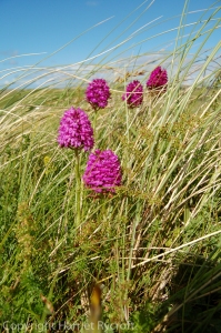 Anacamptis pyramidalis, the pyramidal orchid, is often found in dune slacks