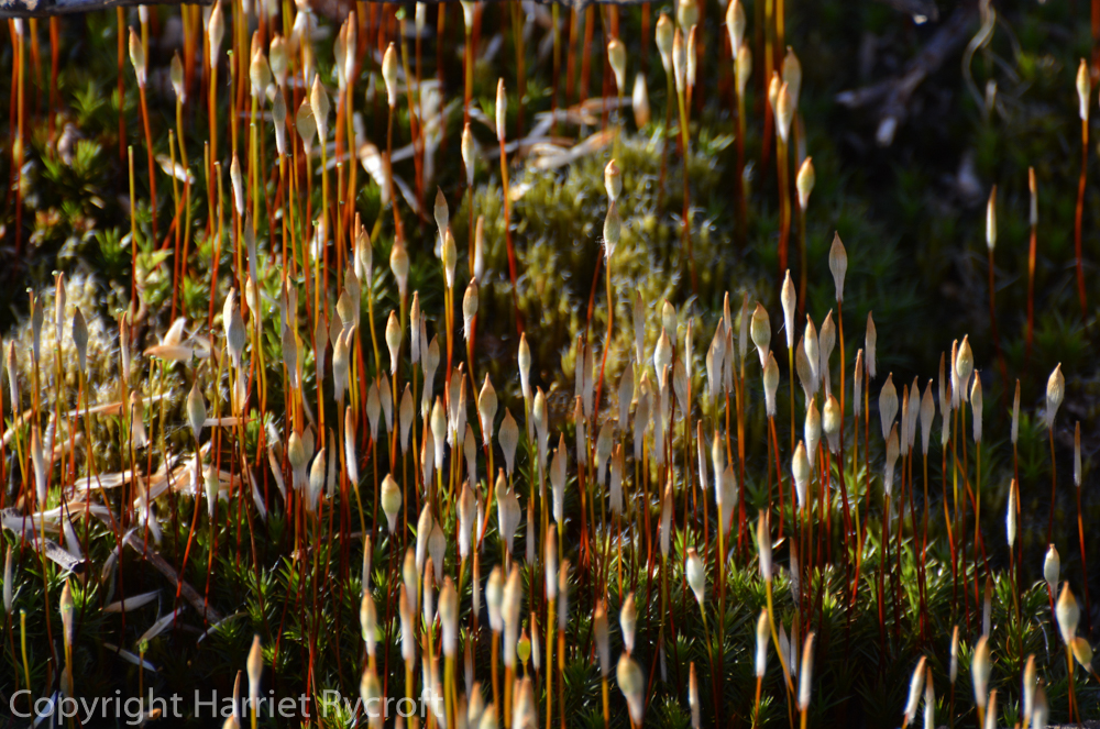 Friday Flora –&nbsp;moss