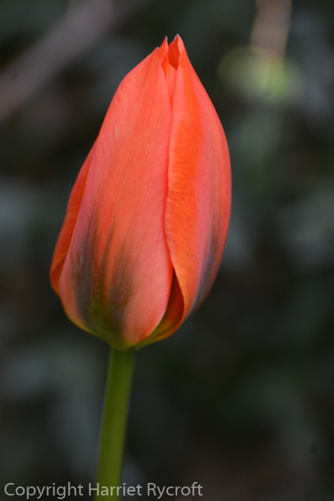Friday Flora – Tulipa ‘Orange&nbsp;Emperor’