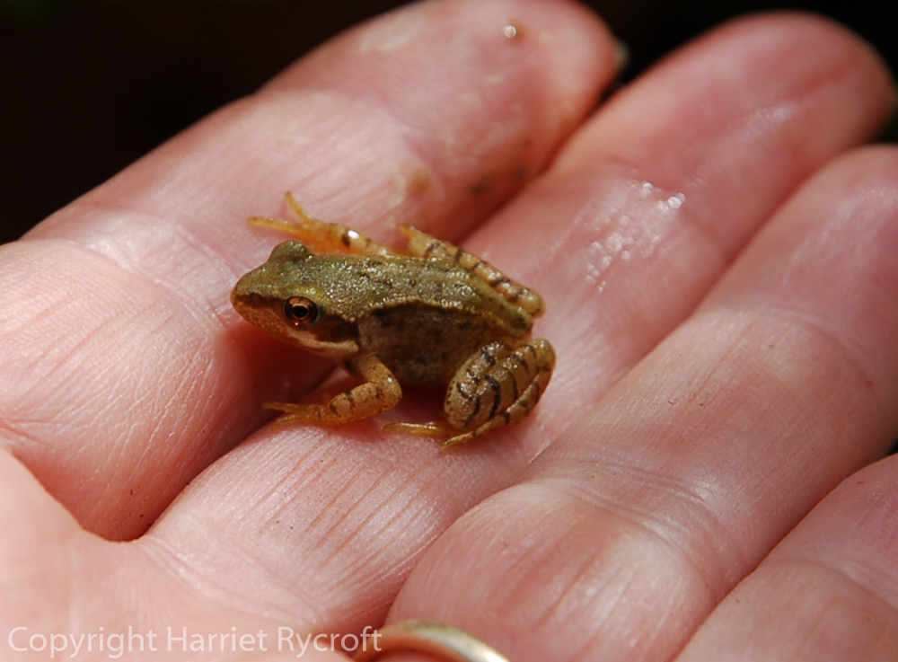 A little frog. I get those in my garden too, which is strange because we haven't had tadpoles in the pond for ages.
