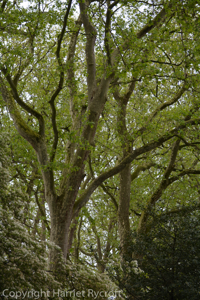 Friday Flora – Platanus x acerifolia, the London&nbsp;plane