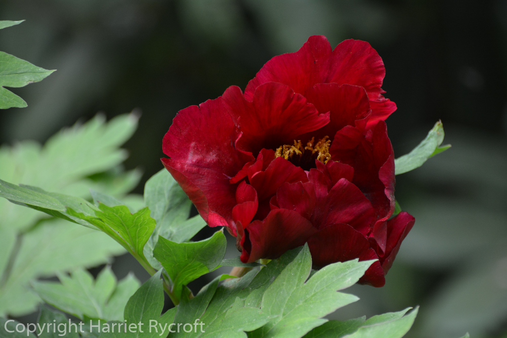 There were some lovely paeonies