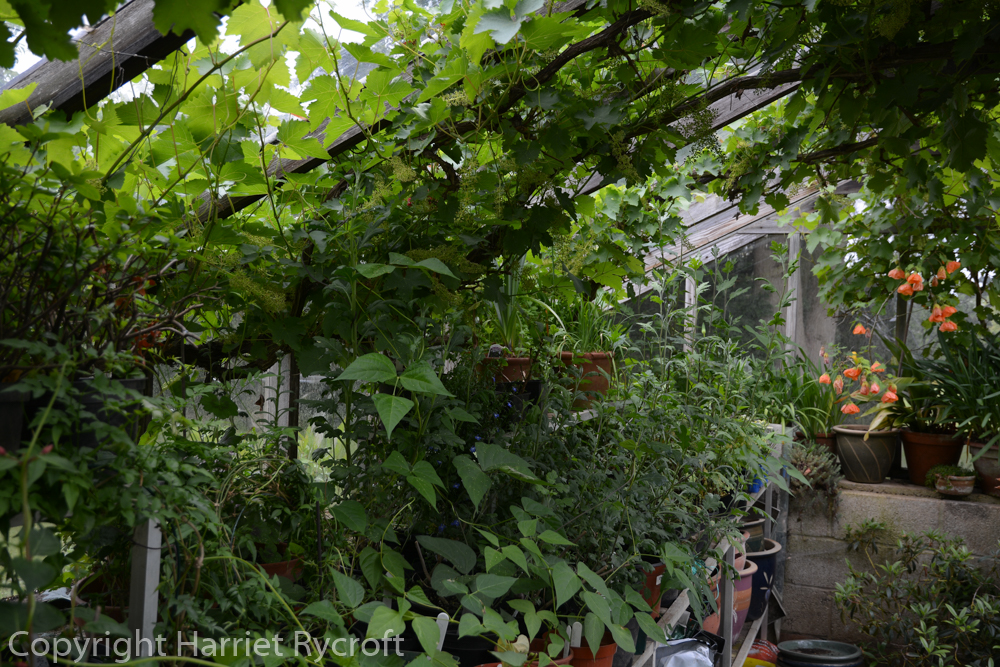 Inside the greenhouse