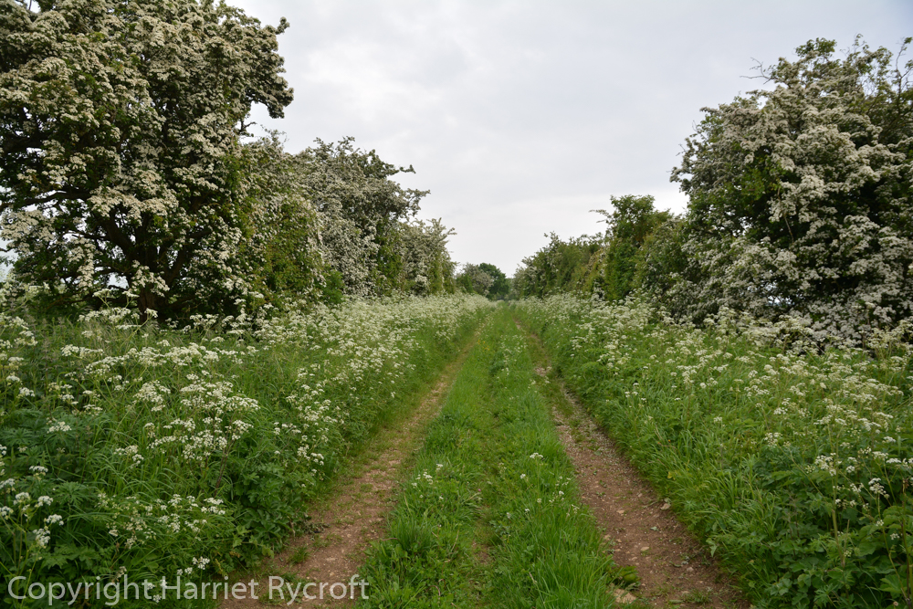Friday Flora – Cow Parsley and Salt