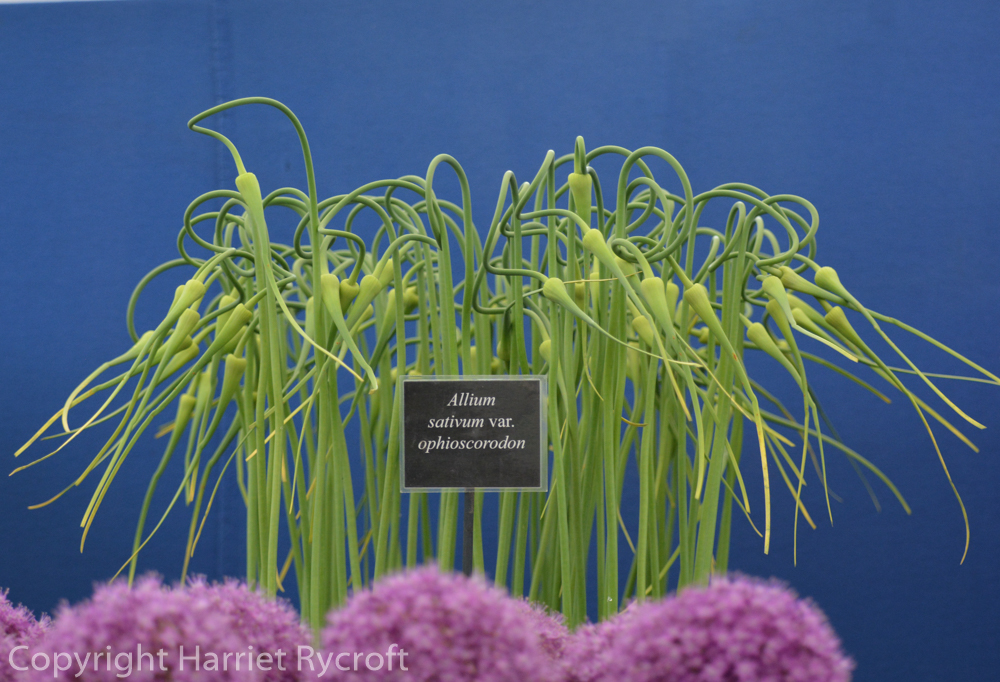 Ferruginous and Crinkly – RHS Hampton Court Flower Show