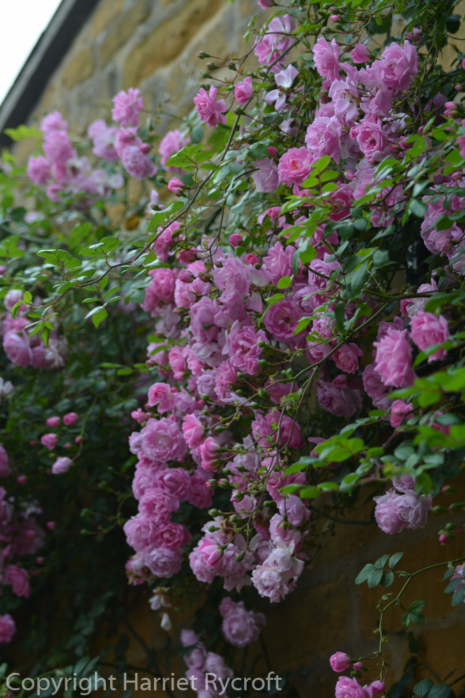 FridayFlora – Rosa ‘Débutante’