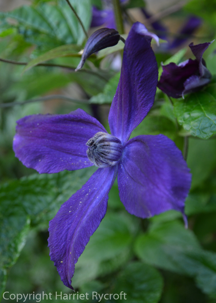 Friday Flora – Clematis ‘Polish&nbsp;Spirit’