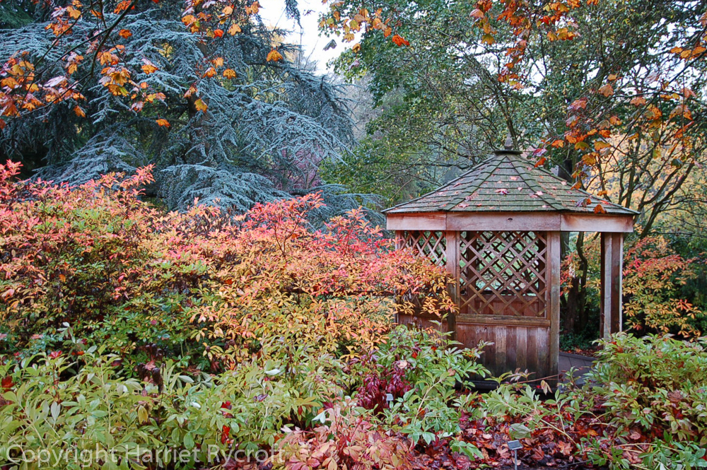 Harlow Carr in the rain. Oct 21, 2013