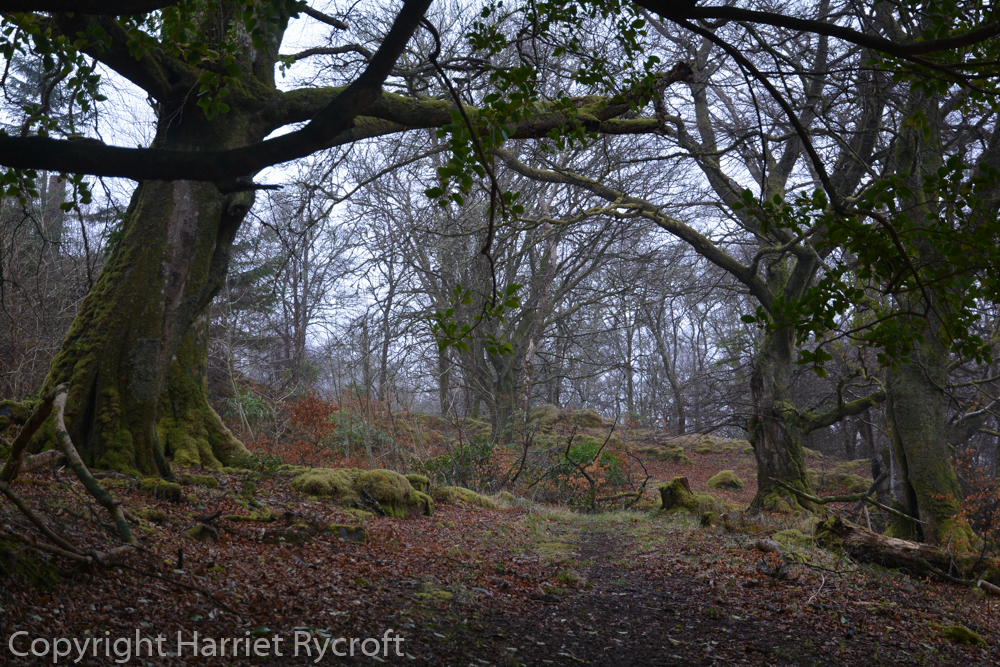 Atmospheric or sinister? Gnarly trees at Larachmor Garden, Scotland