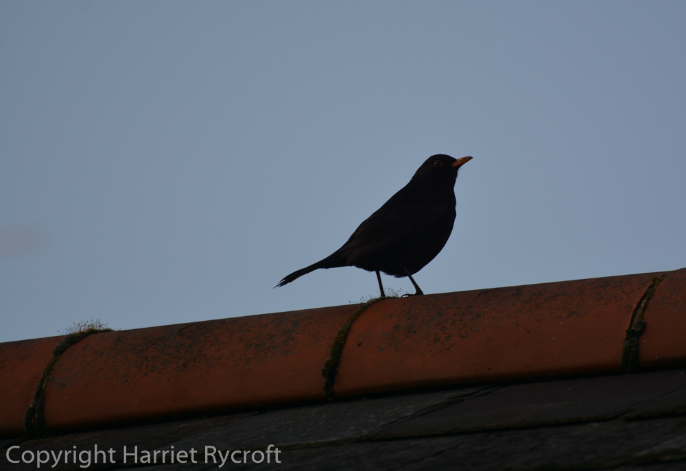 Blackbird telling everyone it's time to go indoors