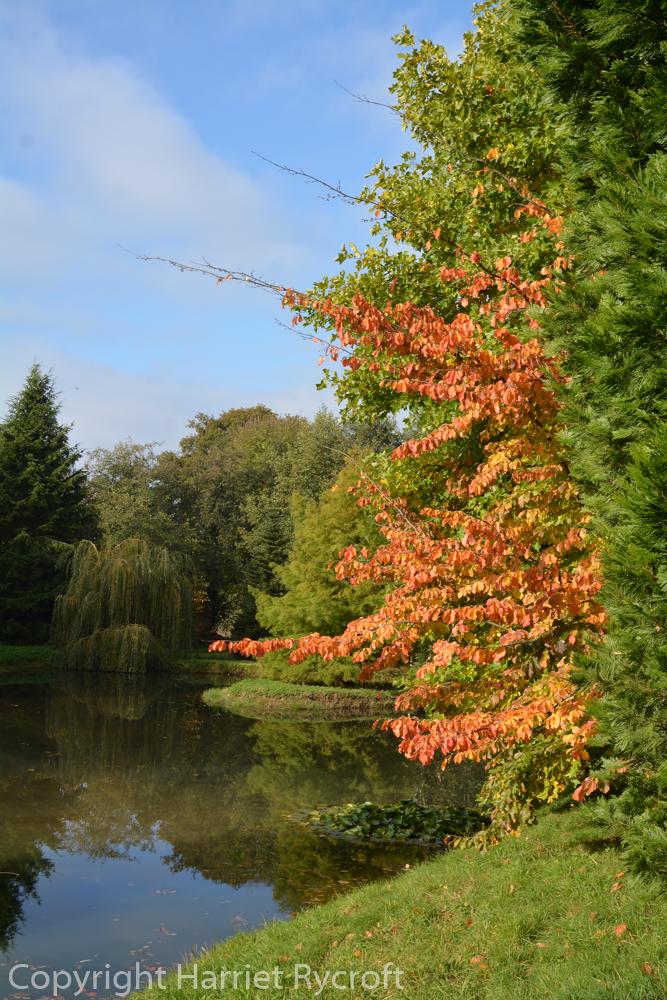 Friday Flora – Parrotia&nbsp;persica